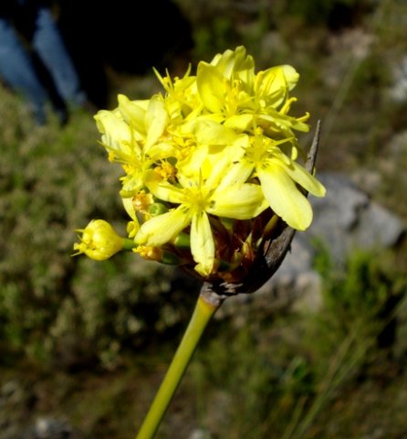 Bobartia fasciculata inflorescence